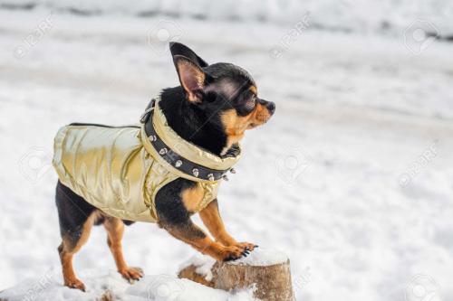 casaco-de-cachorro-frio-no-inverno-chihuahua-em-roupas-de-inverno