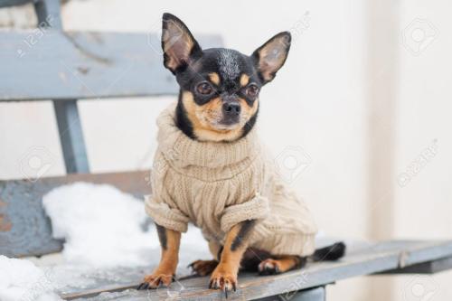 casaco-de-cachorro-frio-no-inverno-chihuahua