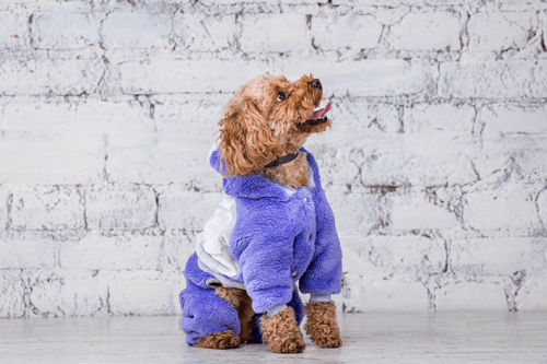 roupas-de-inverno-para-cachorro-meio-2